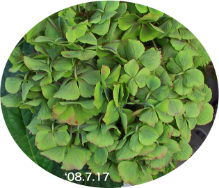 紫陽花53