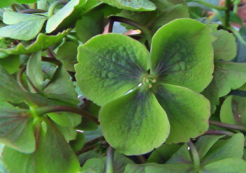 紫陽花54