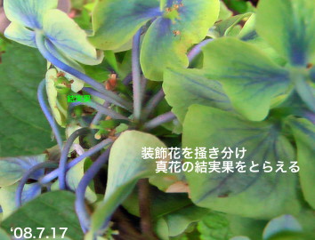 紫陽花55