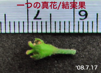 紫陽花56