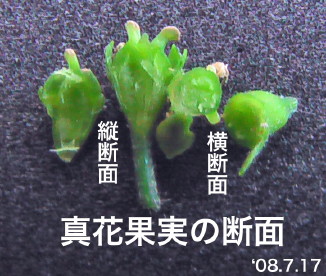 紫陽花57