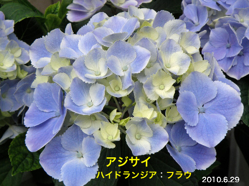 紫陽花58