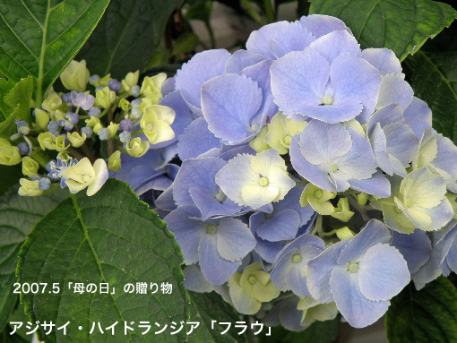 紫陽花59