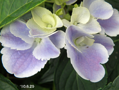 紫陽花60