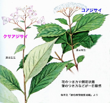 紫陽花/図鑑より