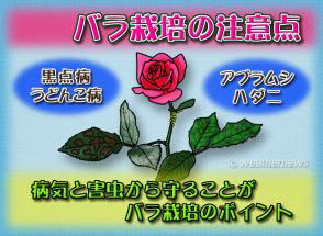 薔薇栽培の注意点