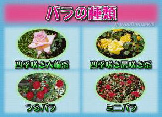 バラの種類