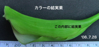 カラー23
