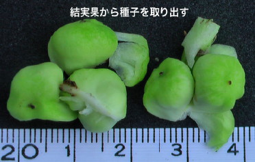 カラー27