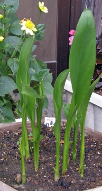 カラー5