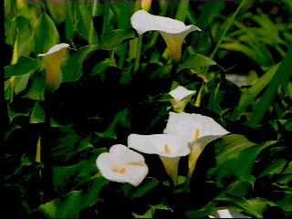 カラー/白色