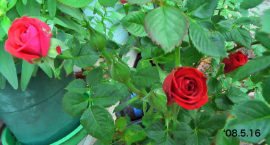 ミニバラ、開花間近