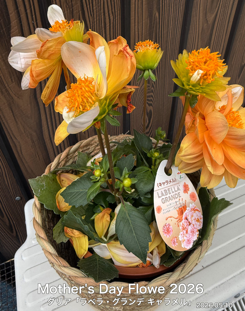 Mother'sDayFlower①