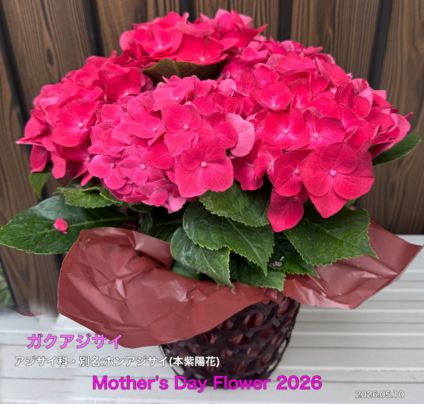 Mother'sDayFlower②
